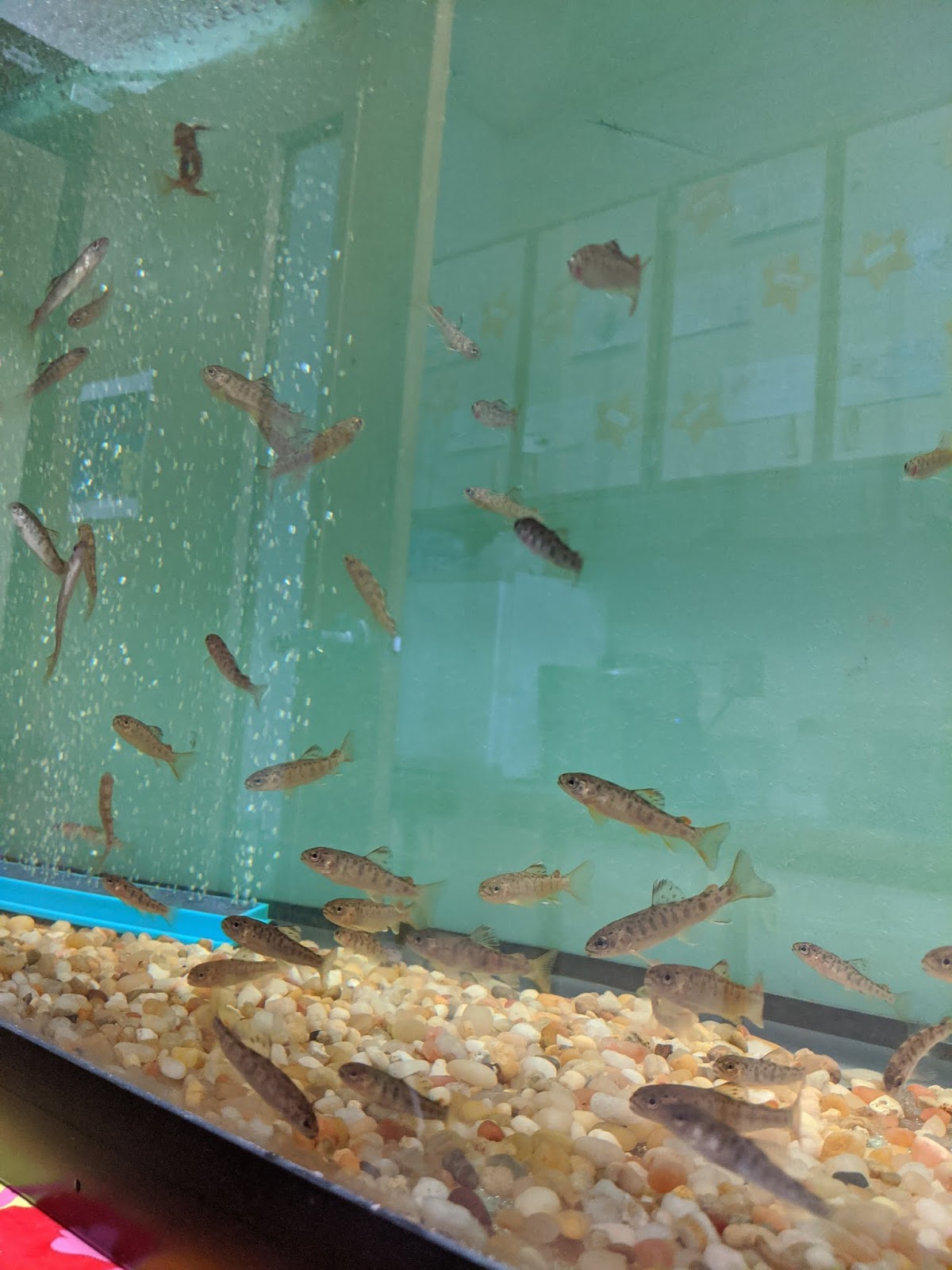 Finger Lakes TROUT In The Classroom Did you know trout burp?!