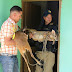 Agentes resgatam filhotes de veados criados ilegalmente no oeste baiano