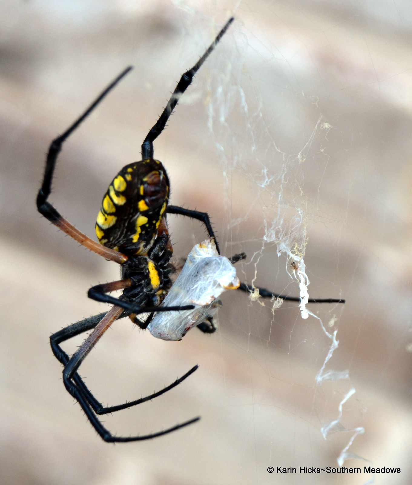 What To Know About Garden Spiders