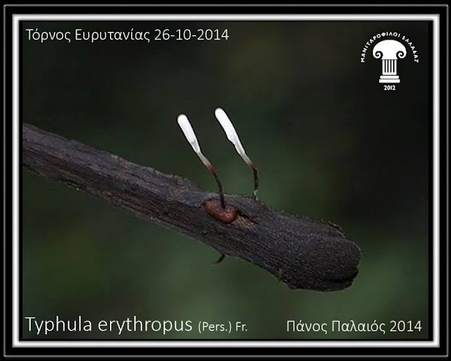 Typhula erythropus (Pers.) Fr.