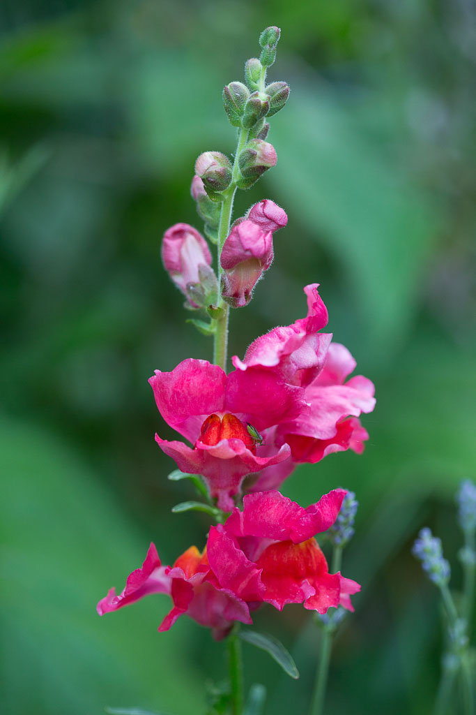 Shadows &amp; Light Snapdragons