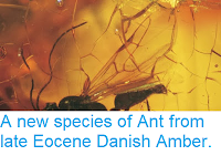 http://sciencythoughts.blogspot.co.uk/2013/12/a-new-species-of-ant-from-late-eocene.html