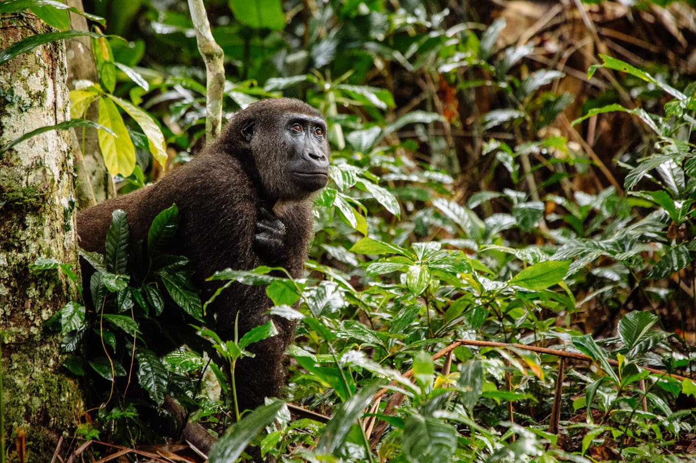 Beer Geography CONGO REPUBLIC beer-geography-congo-republic