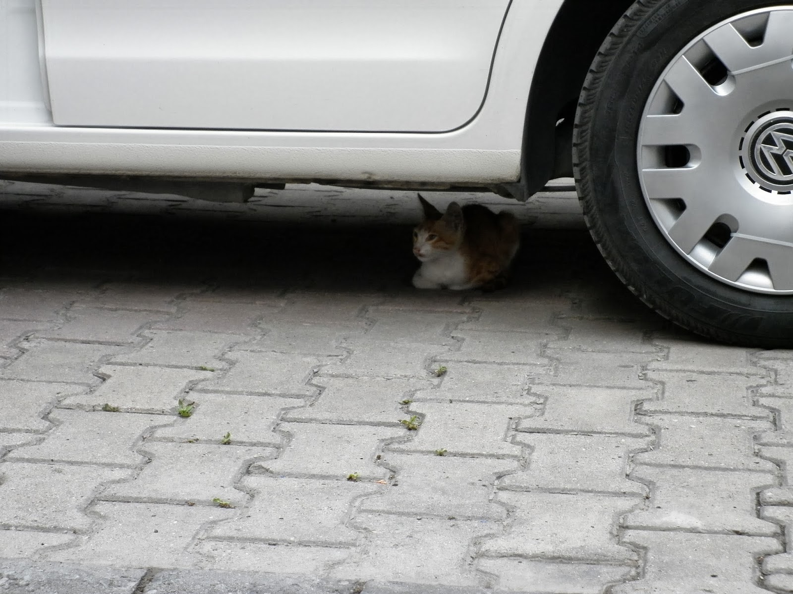 Başa gelen çekilir kedi mi