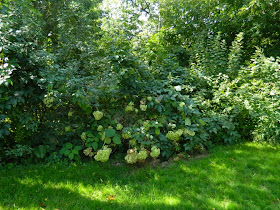 Baby Point garden cleanup Toronto before Paul Jung Gardening Services