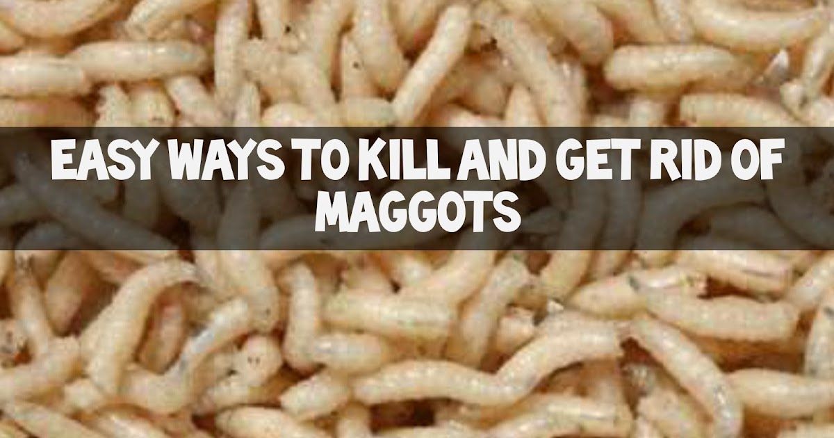 How To Kill and Get rid of Maggots 8 Simple Ways
