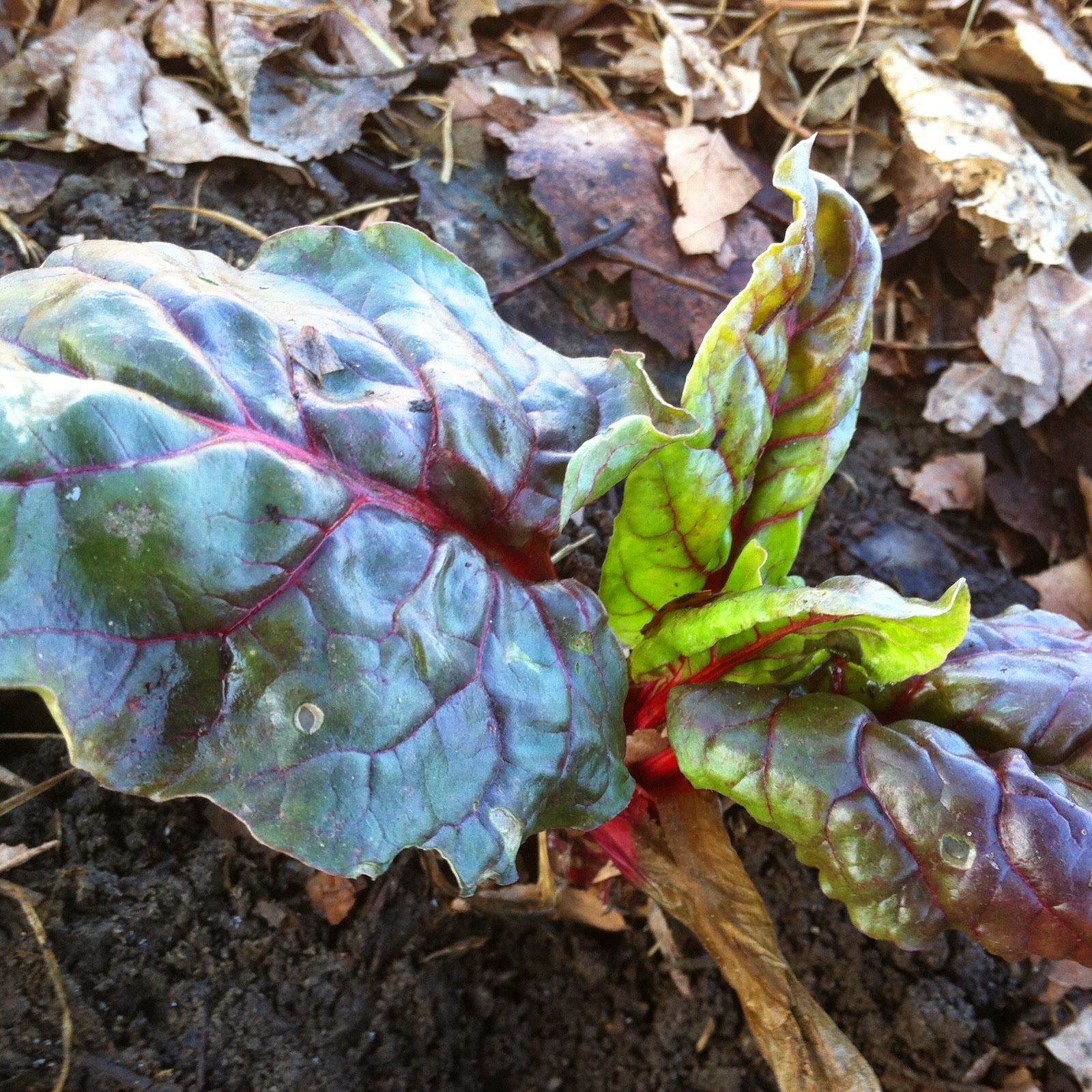 Rose Park Community Garden: The Beet Grows On