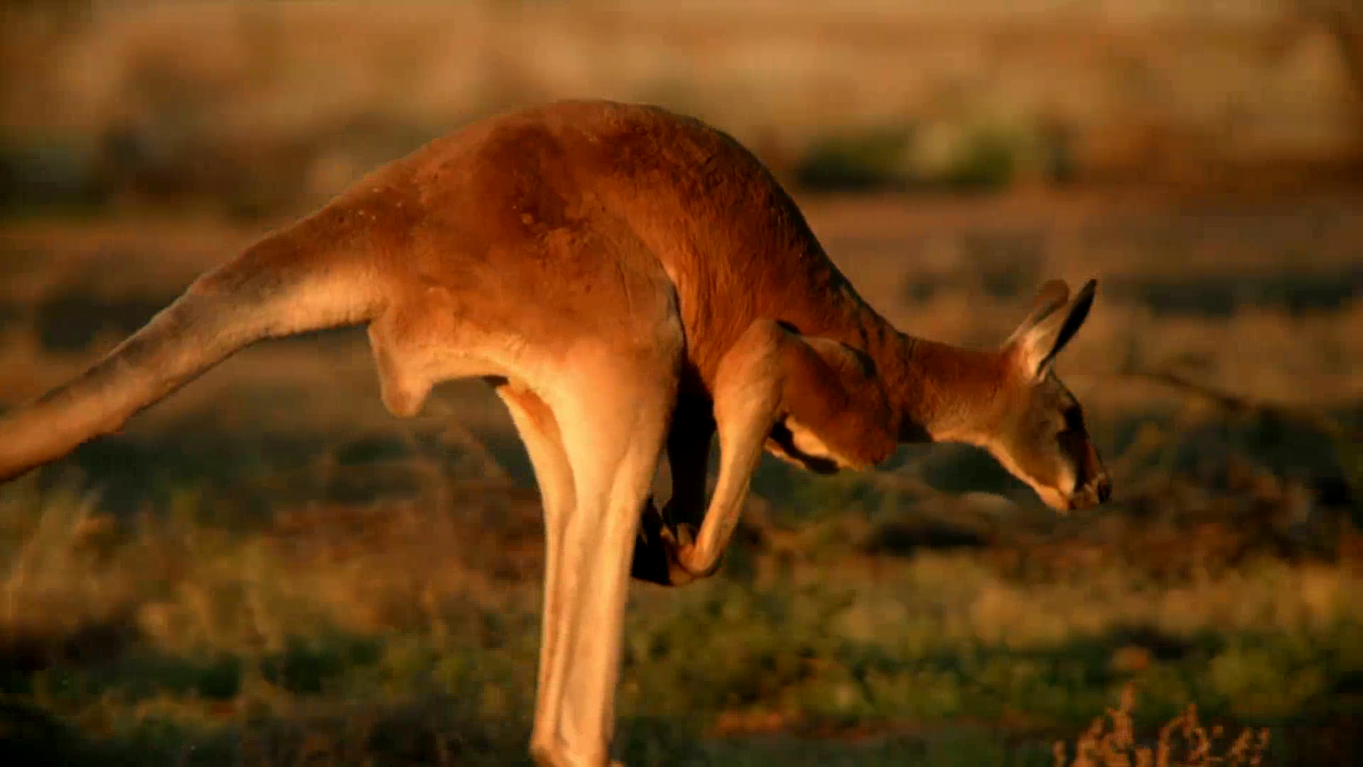 Asadal Hidden Australia (2020)
