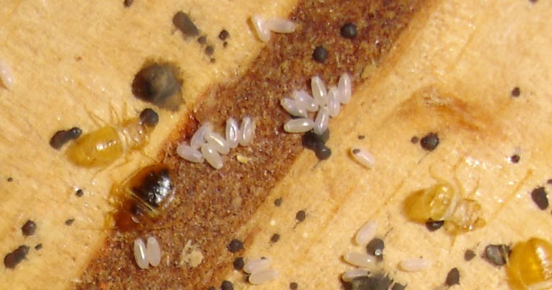 Средства от личинок клопов. Постельный клоп Cimex lectularius (личинки, нимфы). Личинки клопов кусаются. Яйца и личинки постельного клопа.