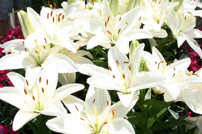 The Flower Bin Planting Asiatic and Oriental Lilies