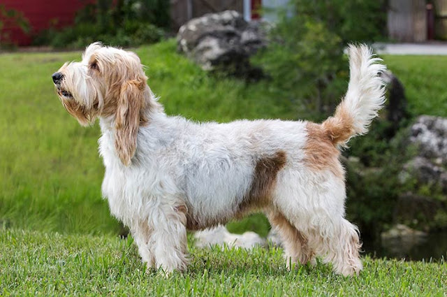 10 Best Scenthound Dog Breeds