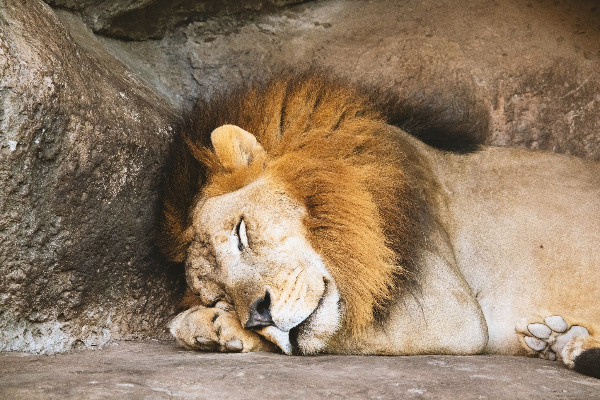 Best Royalty free lion images to use freecopyright free images of lion