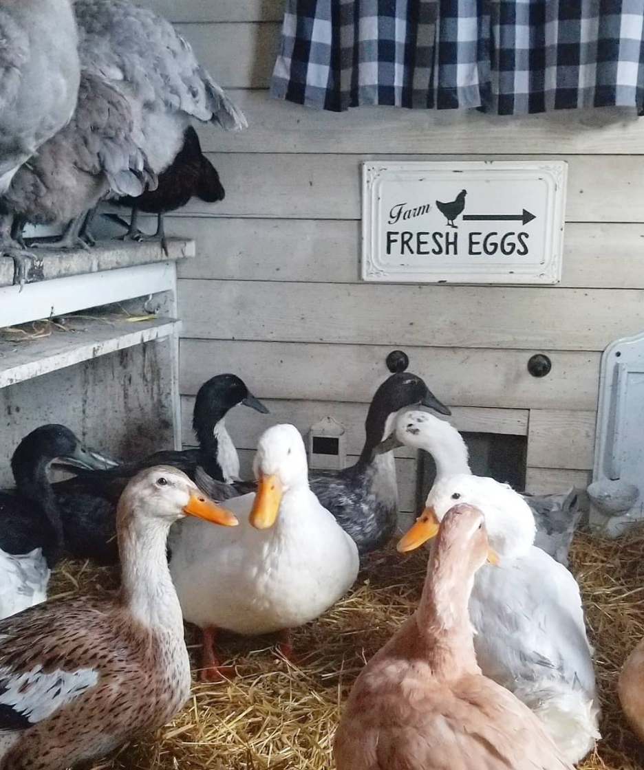 Adding Ducks to your Backyard Chicken Flock Fresh Eggs Daily® with