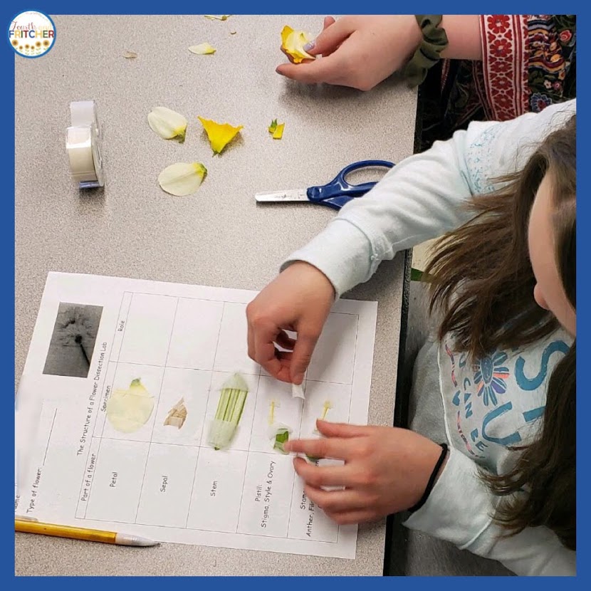 Fourth and Fritcher Daffodil Dissection in the Elementary Classroom