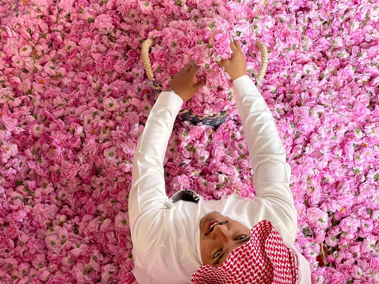 مدينة الورود في السعودية تحول المناظر الطبيعية الصحراوية إلى لوحة وردية زاهية