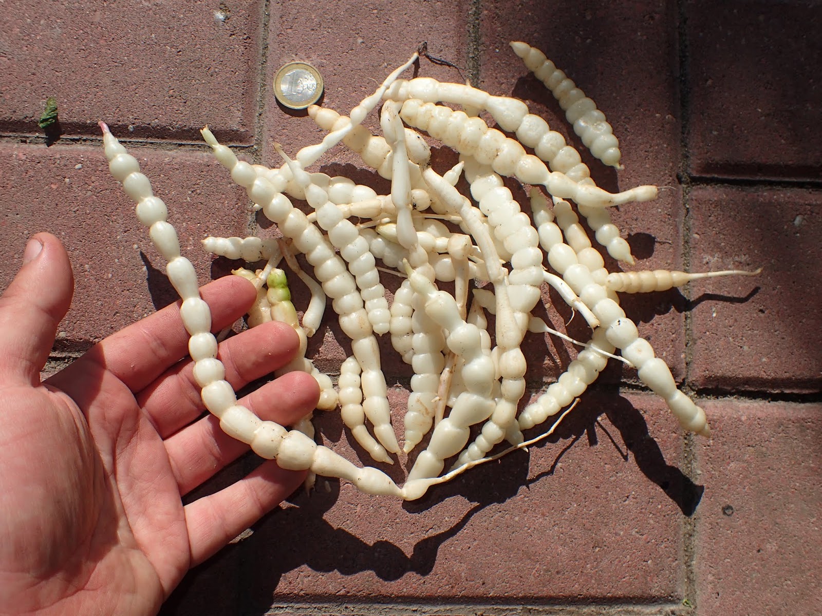 Scirpidiella's Plants: Chinese Artichoke relatives (Stachys sp. div.)