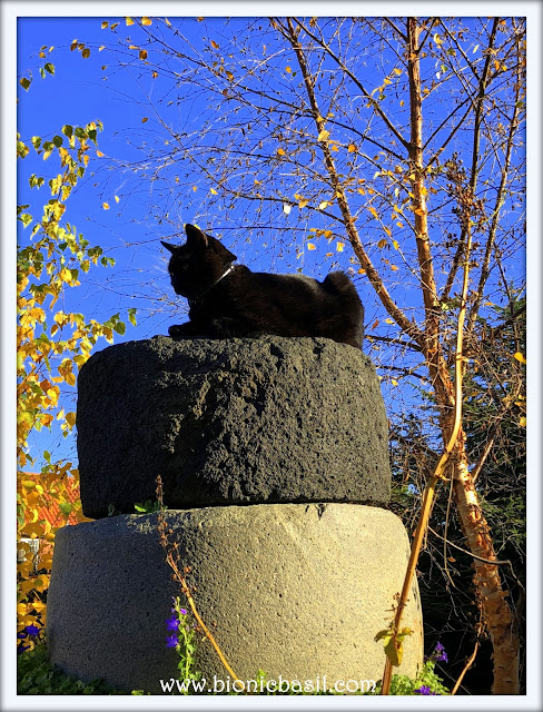 Parsley on Mancat Monday at BBHQ ©BionicBasil®