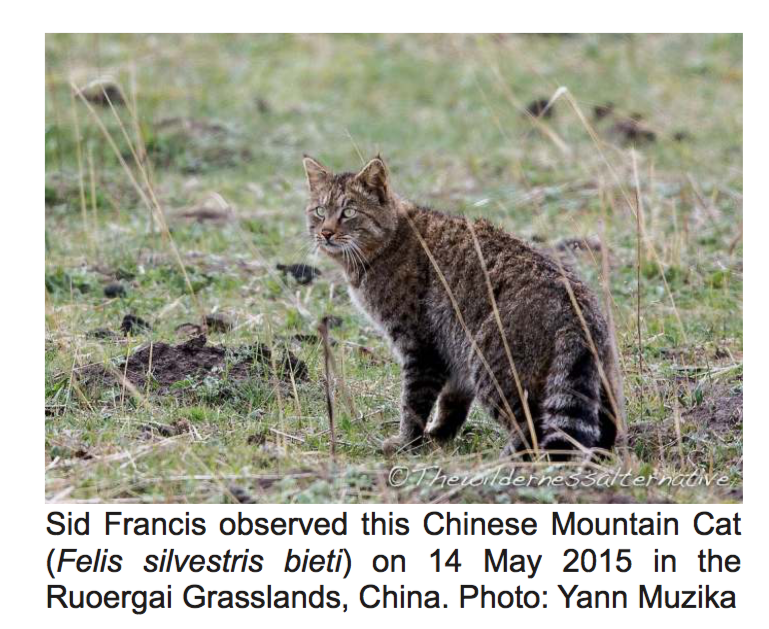 Chinese mountain cat - Wikipedia