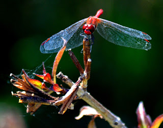 Libelle, Odonata, , Libellen, dragonfly, Libélula, libellule Insekten, insekte, insektet, intsektuak, insekti, Насекоми, insekter, insects, Putukad, Hyönteiset, insectes, έντομα, serangga, feithidí, skordýr, insetti, ensèk