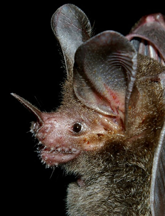 44 Surprising Species of Bats - All Bat Species In The World - Amazing