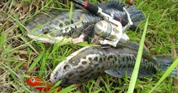 7 Umpan Gabus Paling Jitu Daftar Wisata Pancing