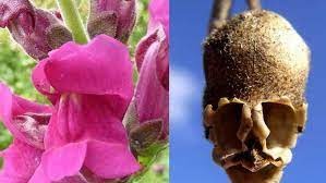 Saat Mekar Benar-benar Elok, Saat Layu Bunga Ini Buat Bulu-bulu Merinding