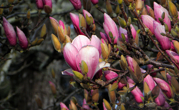 Magnolia with one open blossom and buds