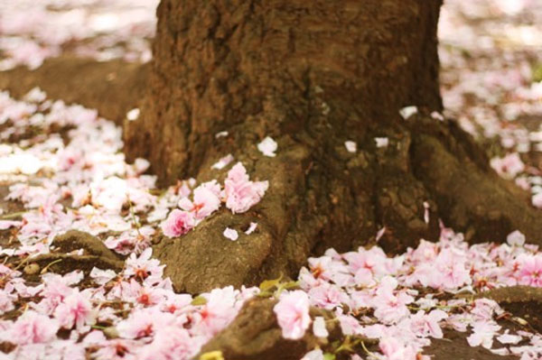 {take me away № 26 | the cherry blossoms of tokyo, japan}