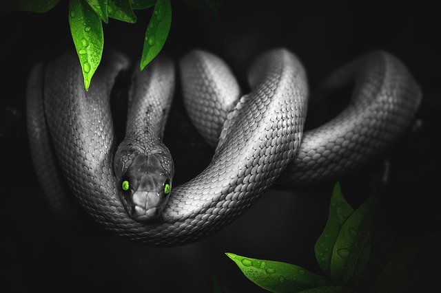 ular saat mancing