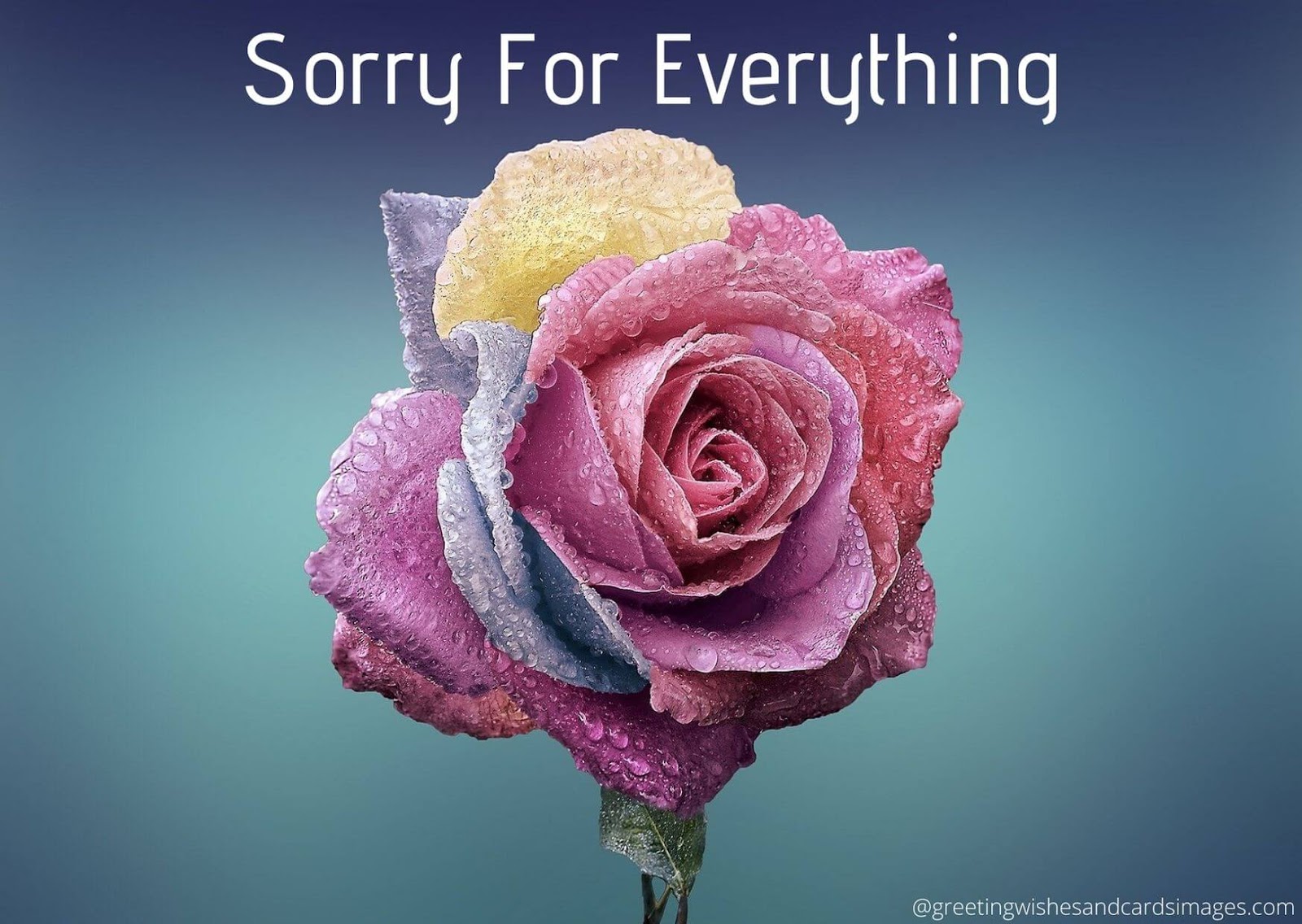 I Am Sorry Quotes, Images Downloads