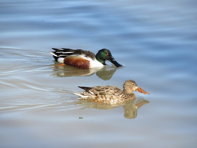 Llano Seco Unit ☼ North Central Valley Wildlife Management Area