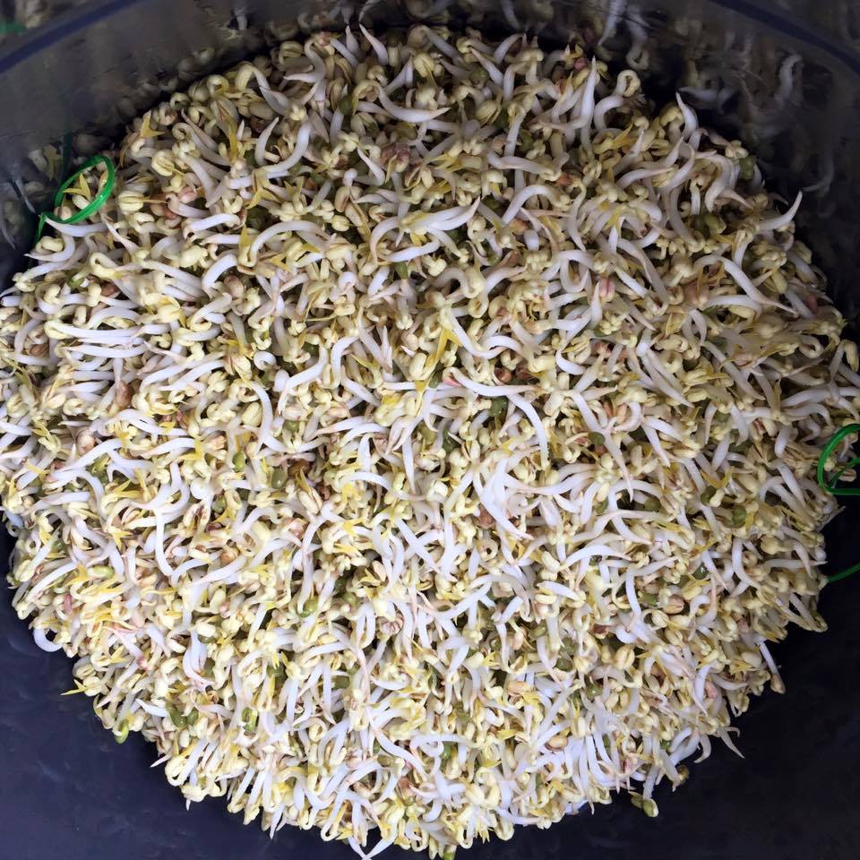 Peluang Usaha : Budidaya Tauge / Toge / Kecambah Rumahan - Blog Ridhan