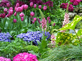 Allan Gardens Conservatory Spring Flower Show purple tulips cineraria by garden muses-not another Toronto gardening blog