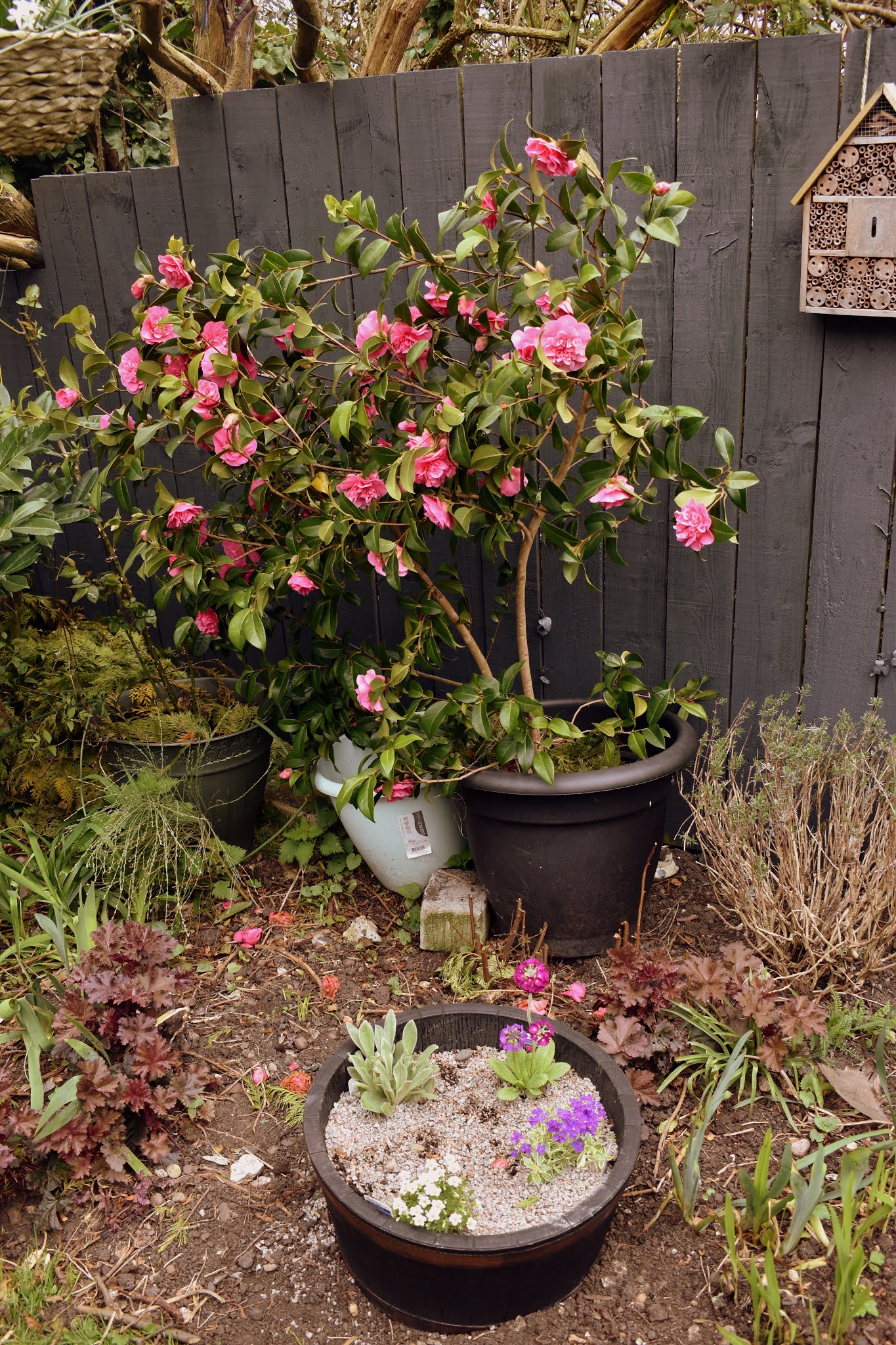 How To Grow Camellias In Your Garden Or Container Reviewed