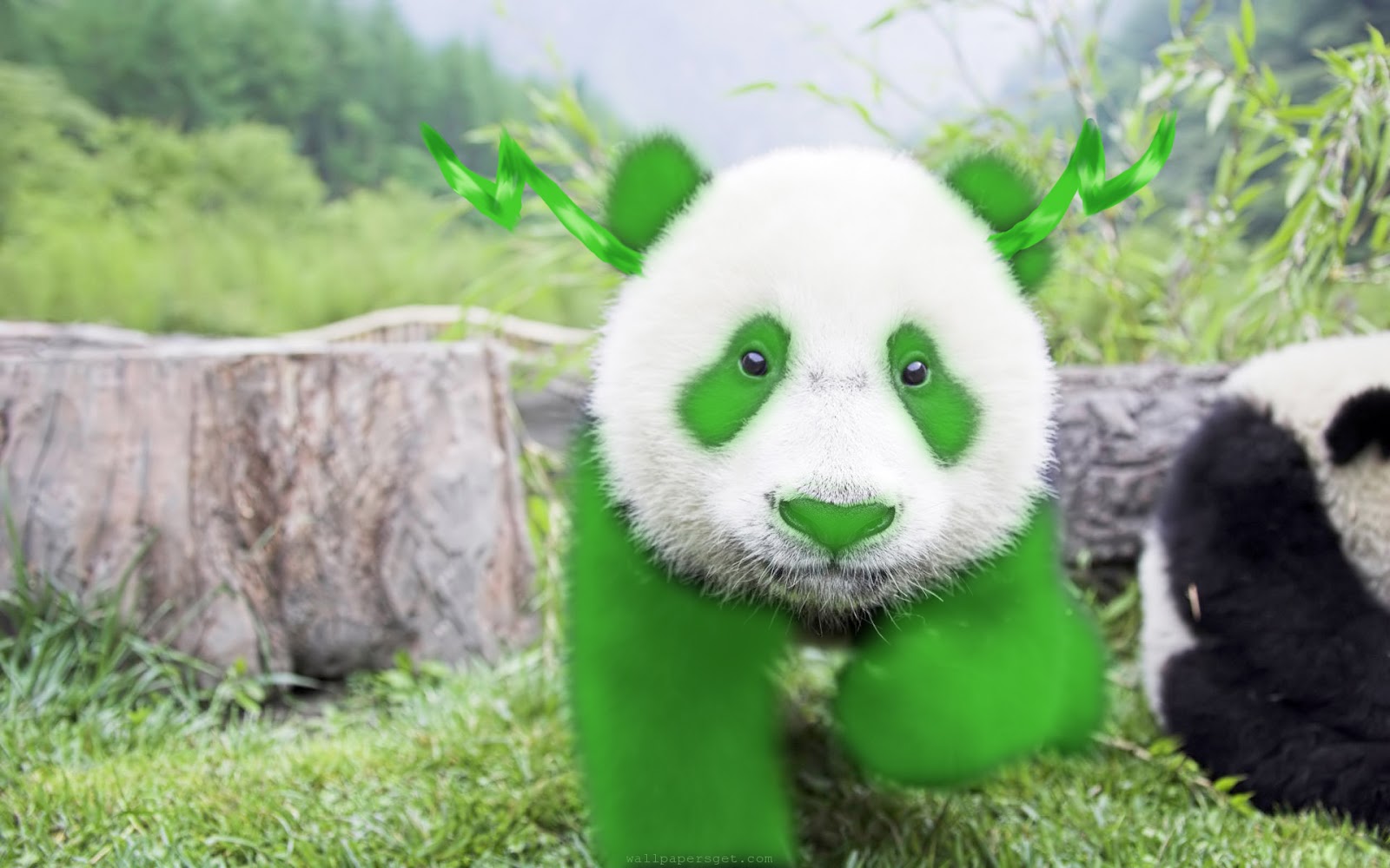 Kittywitch and the Wardrobe February 2013