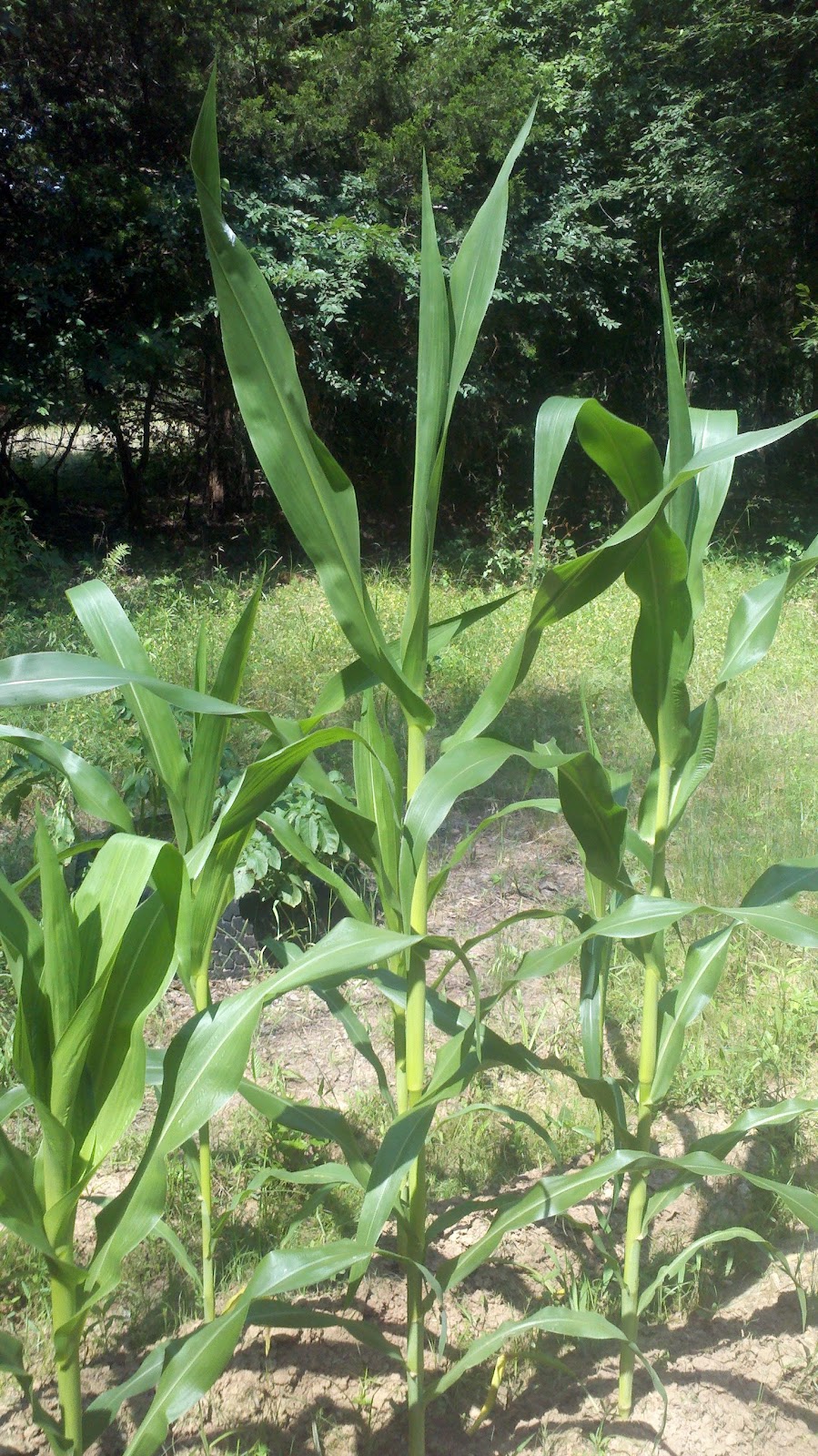 Countrified Hicks Garden Update