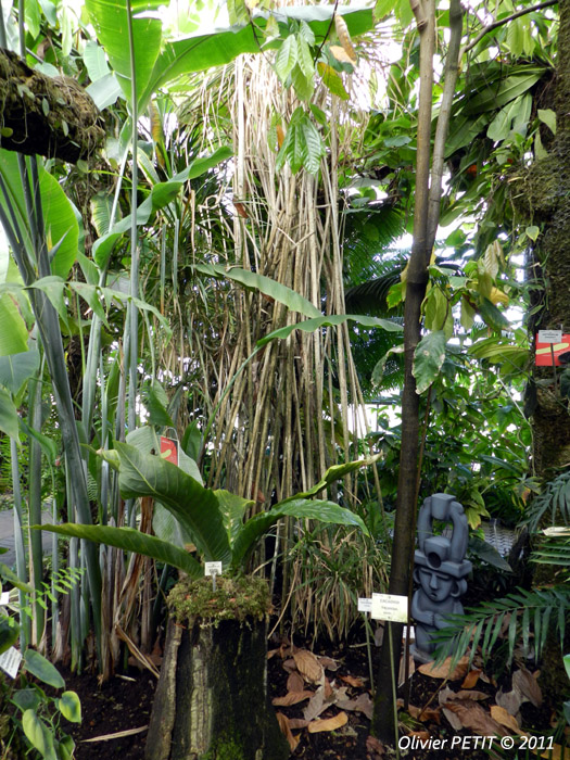VILLERS-LES-NANCY (54) - Les serres du jardin botanique du Montet-Anthurium gracile
