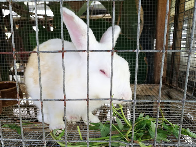 Audi Dream Farm Balik Pulau Penang Petting Zoo Feed Animal