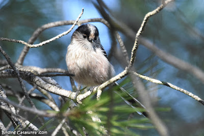 Mallerenga cuallarga (Aegithalos caudatus)