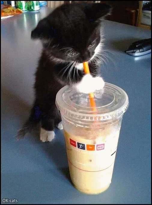 Art Cat GIF • Funny standing kitten enjoys a delicious milk shake from a straw Art Cat GIF • Funny standing kitten enjoys a delicious milk shake from a straw