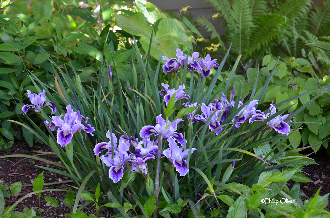 Open Gardens Bostwick garden