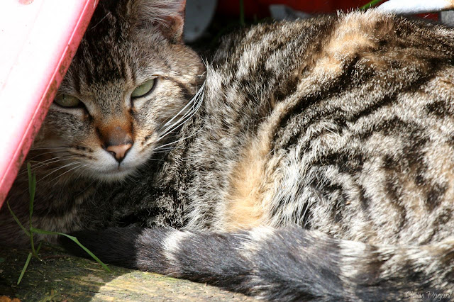 resting tabby tom cat, shading his eyes from the sun