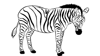 drawing of a zebra