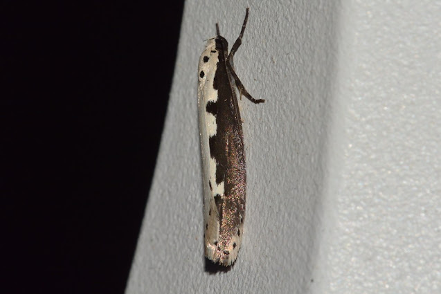 Ethmia bipunctella Ethmia bipunctella
