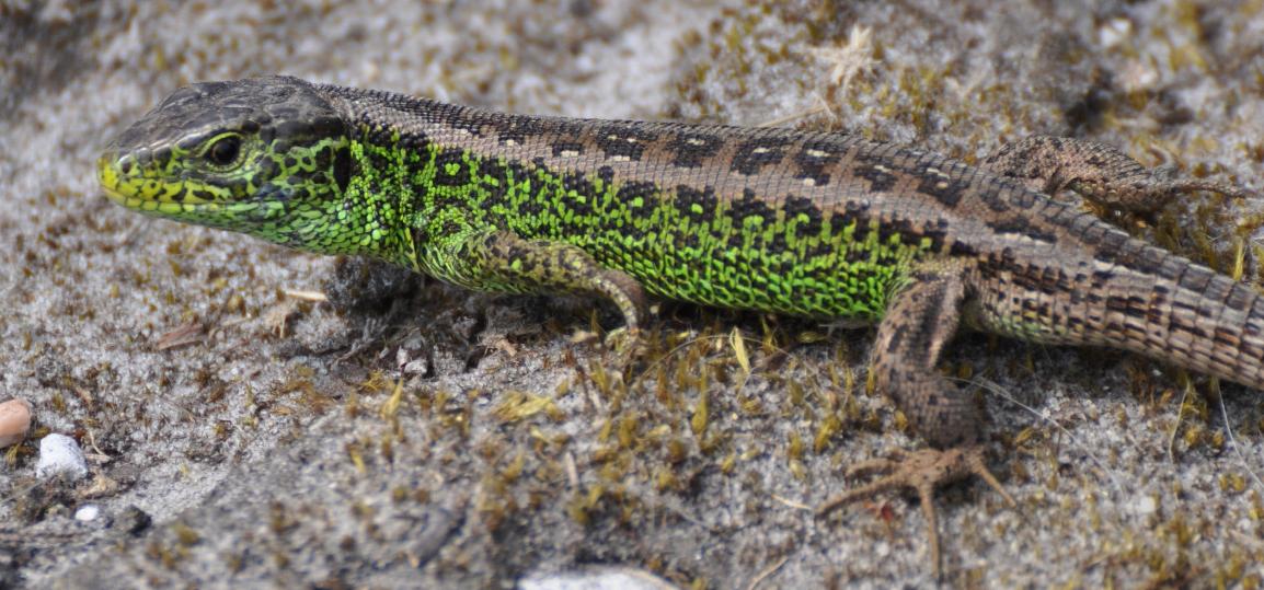 ARC latest news Conservation Help for Wales’s Real Dragons!