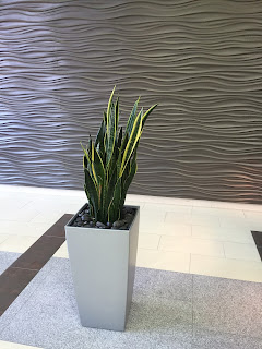 corporate green office plant care and service design;