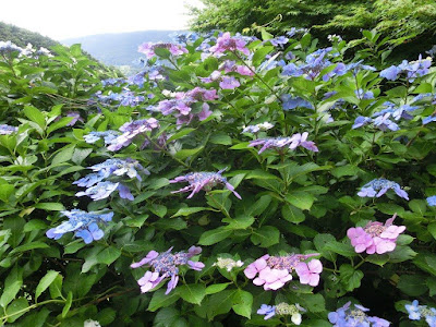 �����F����Ɏ��̃A�W�T�C