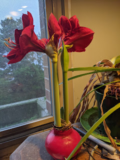 A red amaryllis next to a window
