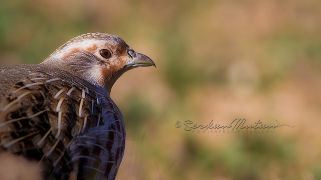Çilkeklik Çilkeklik