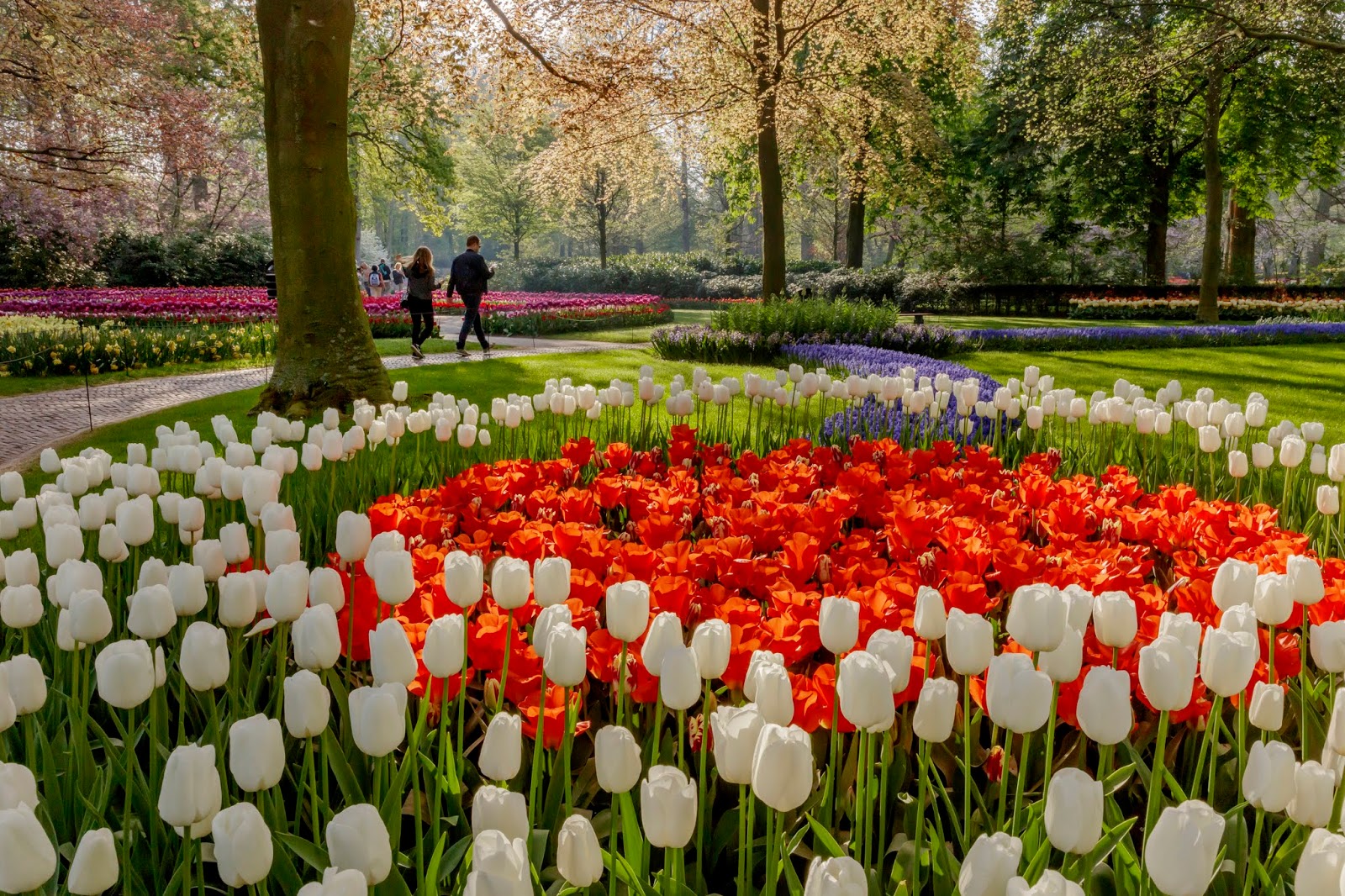 邂逅荷兰郁金香，带你去看花花世界！
